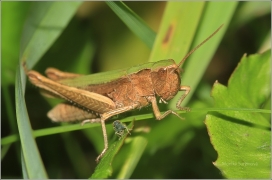 <p>SARANČE LUČNÍ? (Chorthippus dorsatus) okolí Šluknova</p>